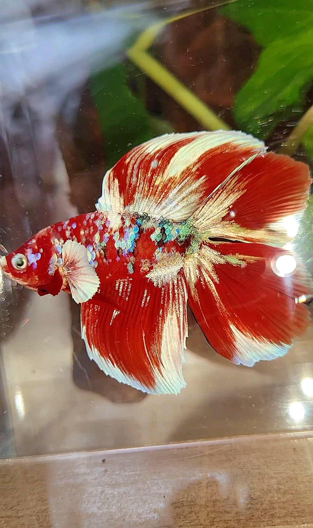 HALFMOON DOUBLE TAIL BARONGSAI RED WHITE GALAXY MULTICOLOR BETTA FISH