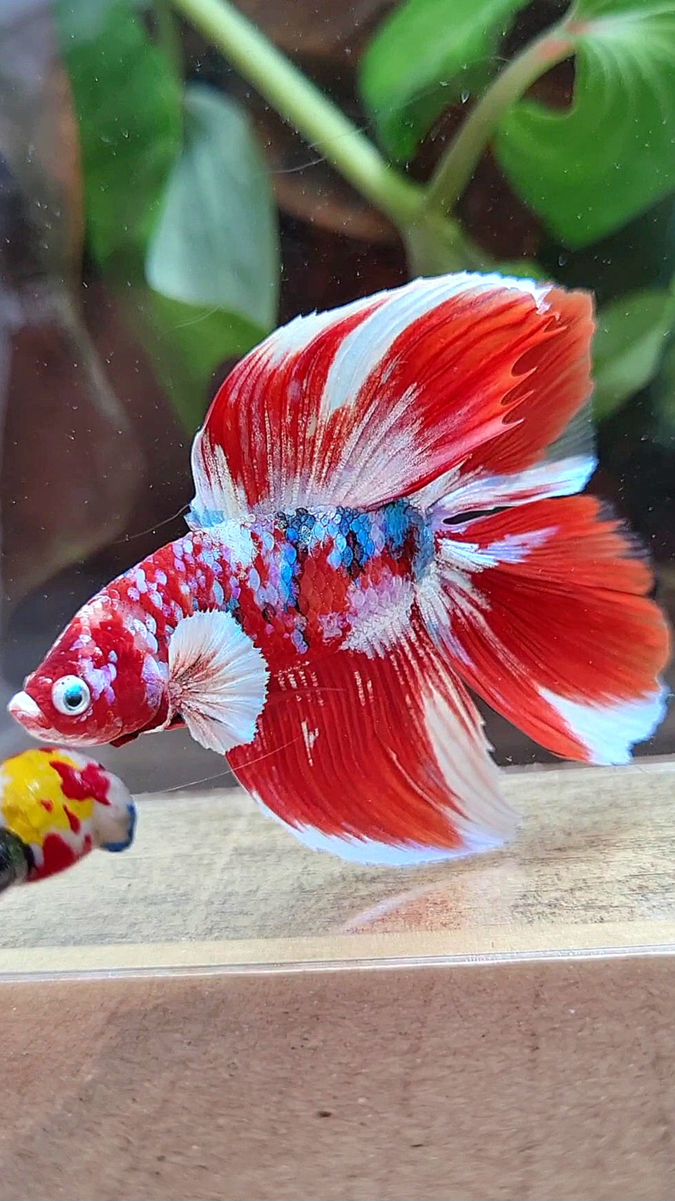 HALFMOON DOUBLE TAIL BARONGSAI RED WHITE GALAXY MULTICOLOR BETTA FISH