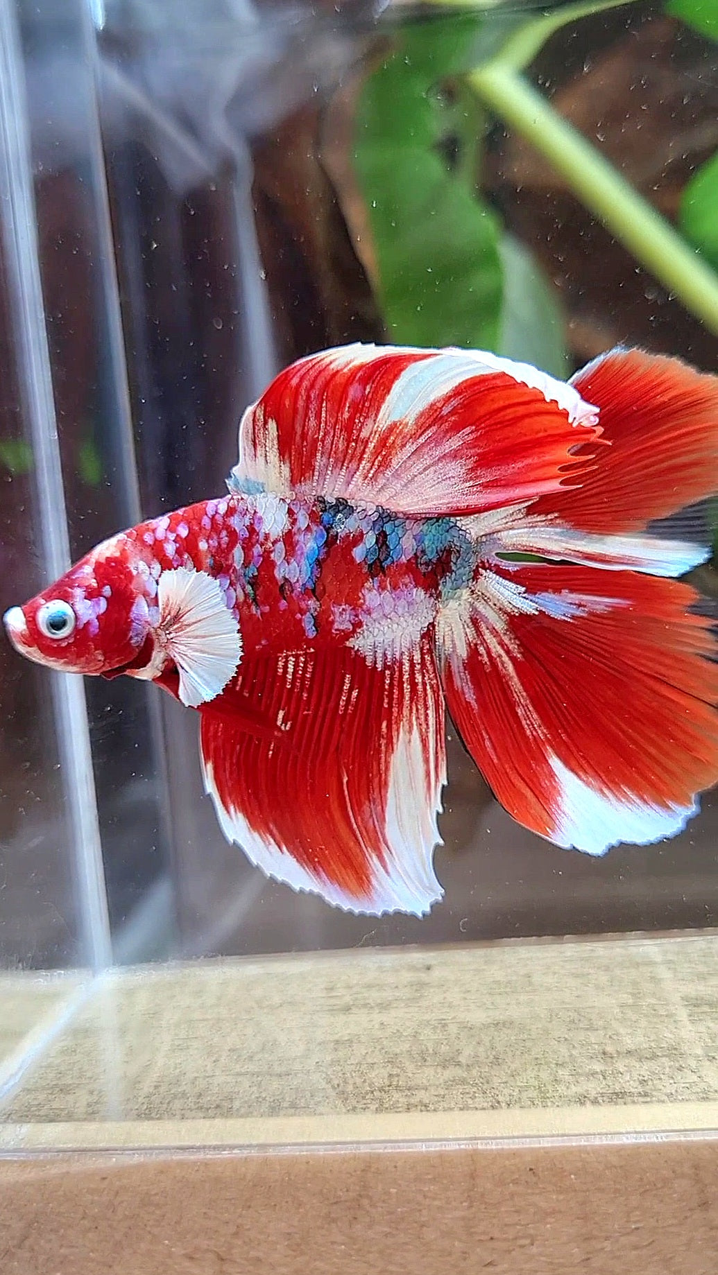 HALFMOON DOUBLE TAIL BARONGSAI RED WHITE GALAXY MULTICOLOR BETTA FISH
