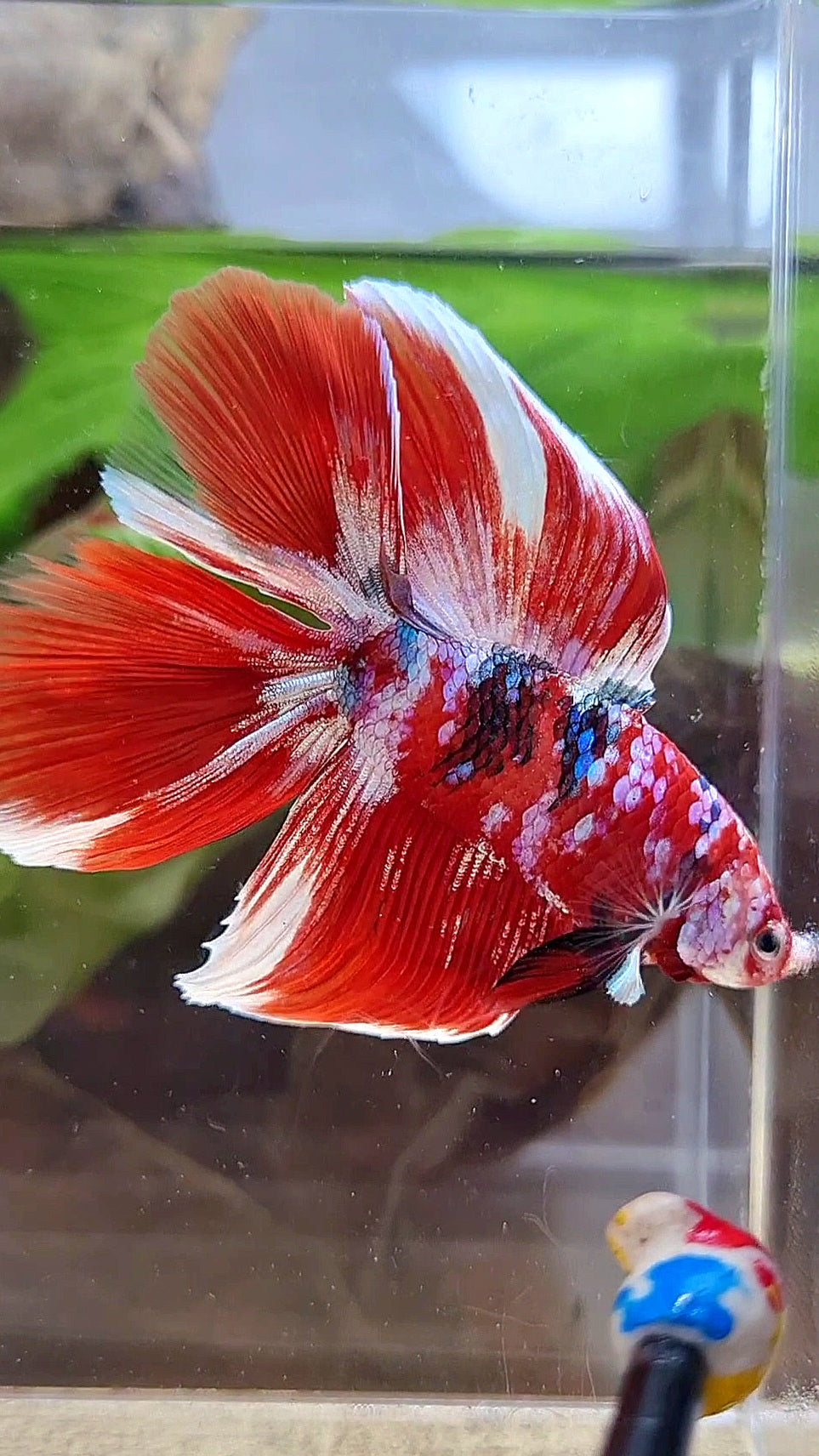 HALFMOON DOUBLE TAIL BARONGSAI RED WHITE GALAXY MULTICOLOR BETTA FISH