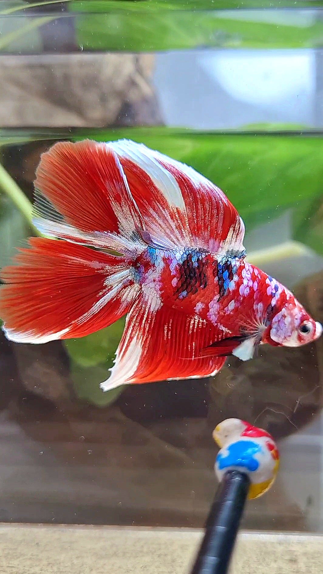 HALFMOON DOUBLE TAIL BARONGSAI RED WHITE GALAXY MULTICOLOR BETTA FISH