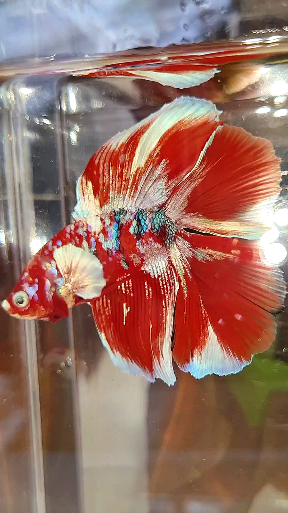 HALFMOON DOUBLE TAIL BARONGSAI RED WHITE GALAXY MULTICOLOR BETTA FISH