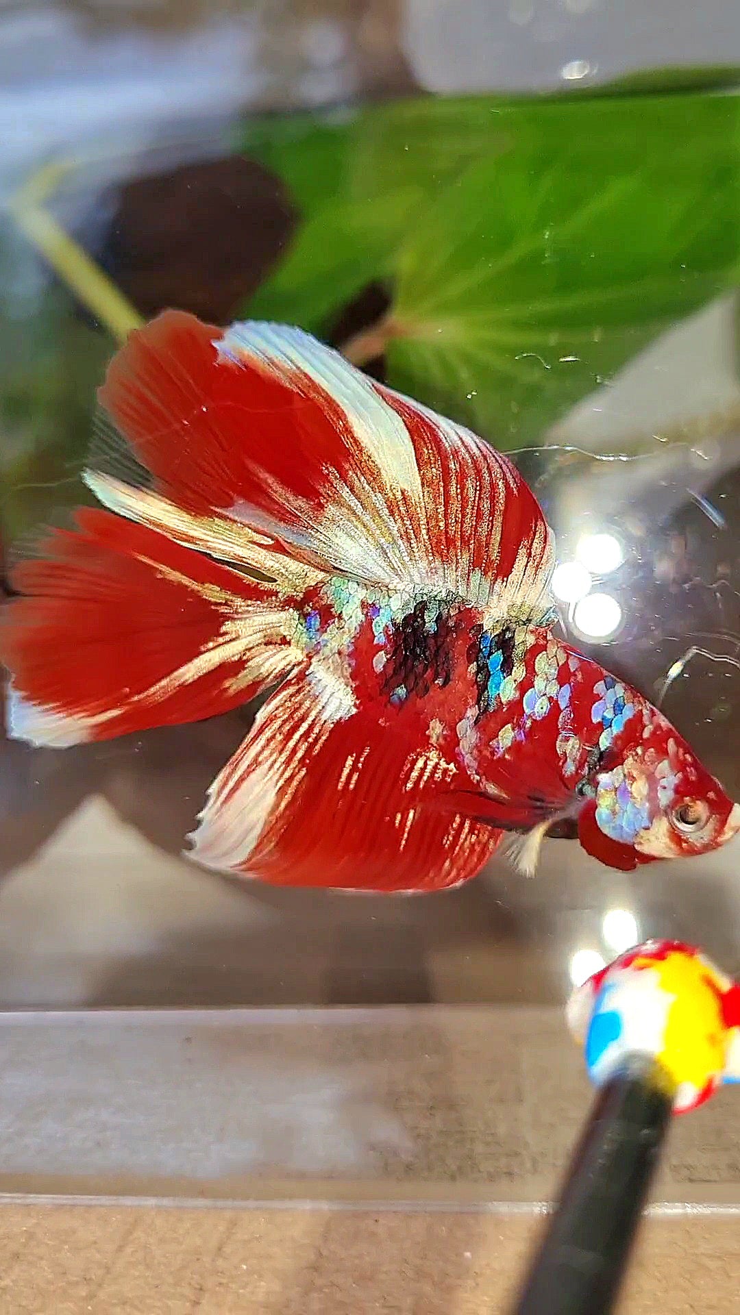 HALFMOON DOUBLE TAIL BARONGSAI RED WHITE GALAXY MULTICOLOR BETTA FISH