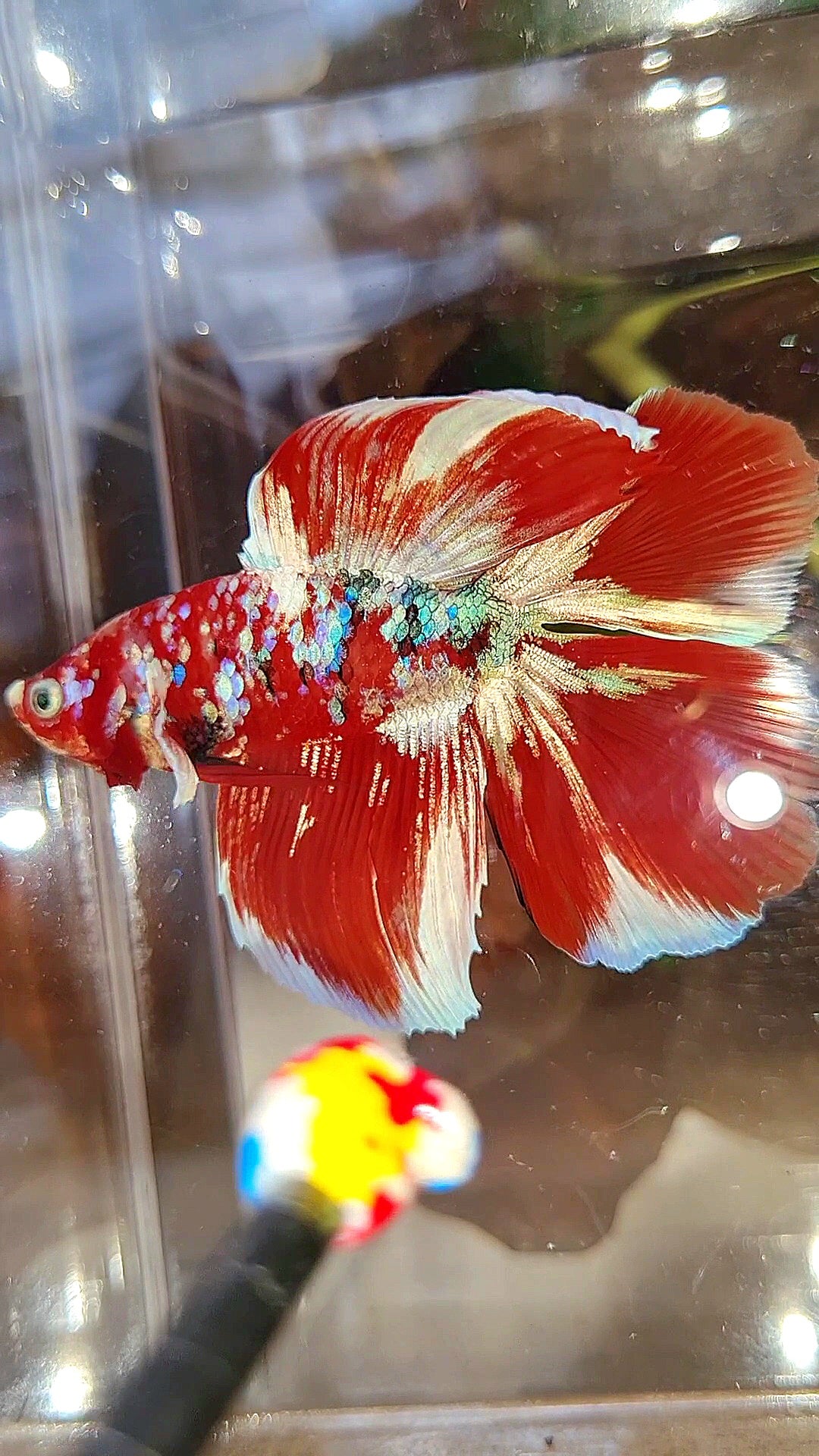 HALFMOON DOUBLE TAIL BARONGSAI RED WHITE GALAXY MULTICOLOR BETTA FISH