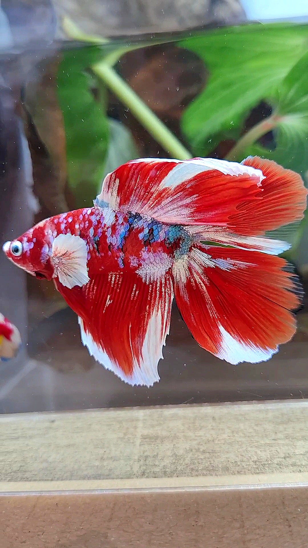 HALFMOON DOUBLE TAIL BARONGSAI RED WHITE GALAXY MULTICOLOR BETTA FISH