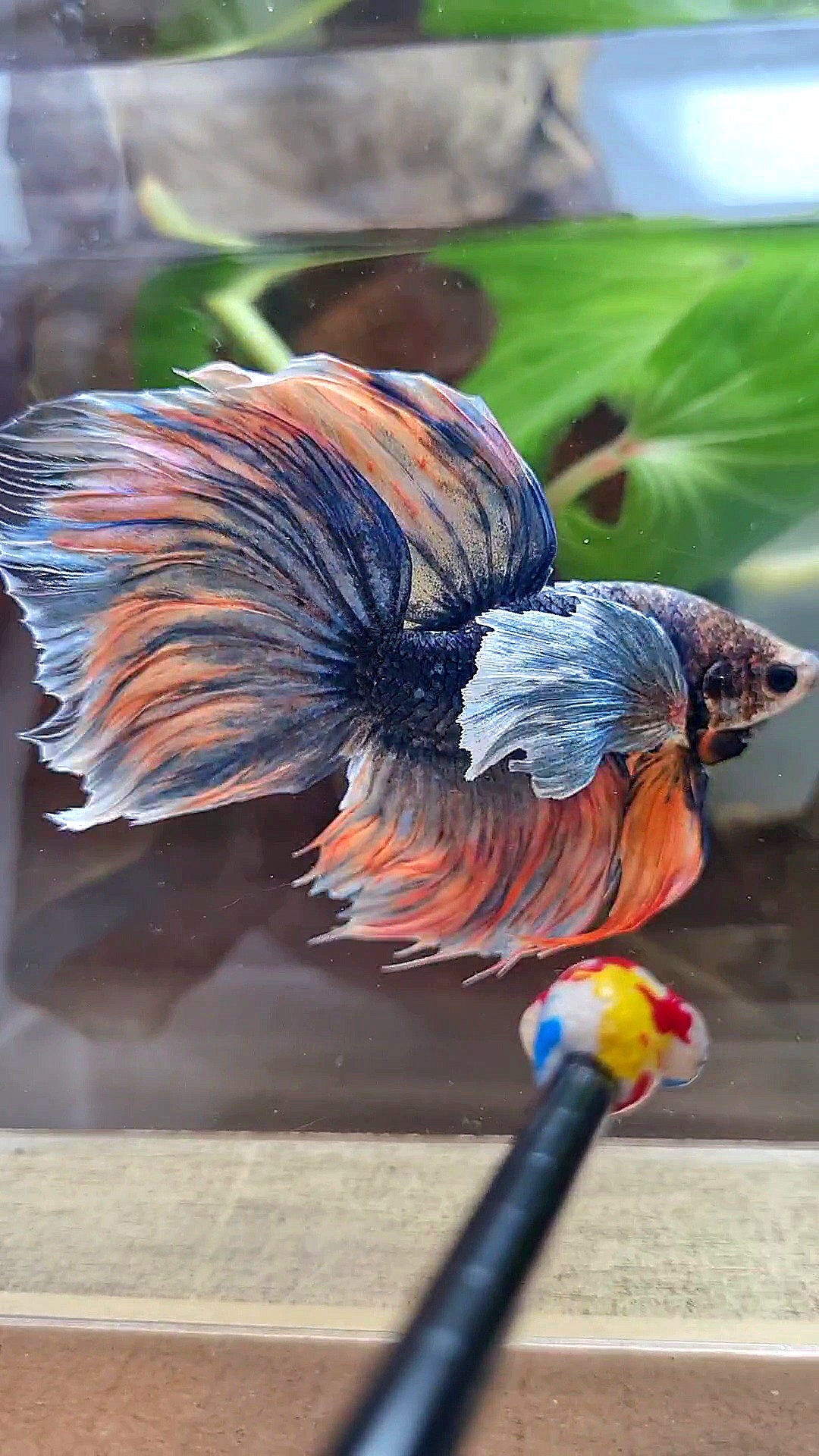 XL HALFMOON DUMBO EAR BLUE DARK MASCOT ORANGE BETTA FISH