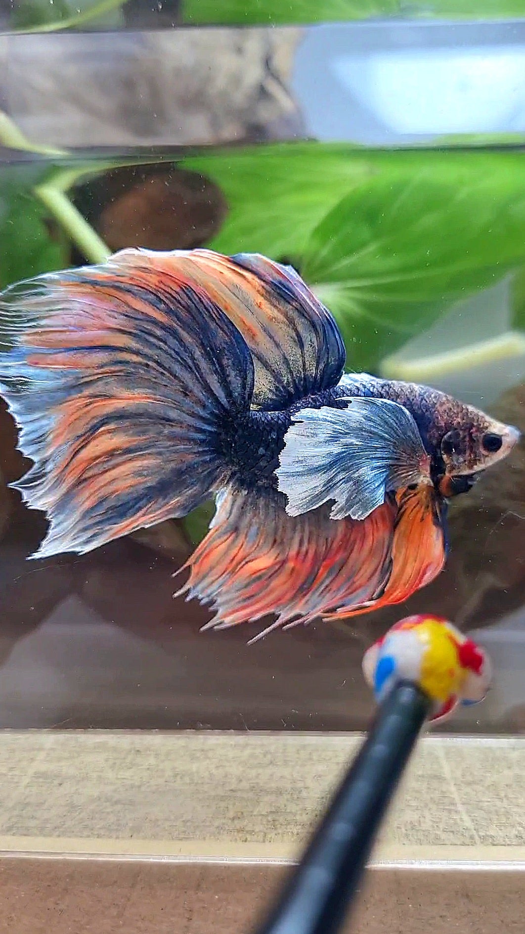 XL HALFMOON DUMBO EAR BLUE DARK MASCOT ORANGE BETTA FISH
