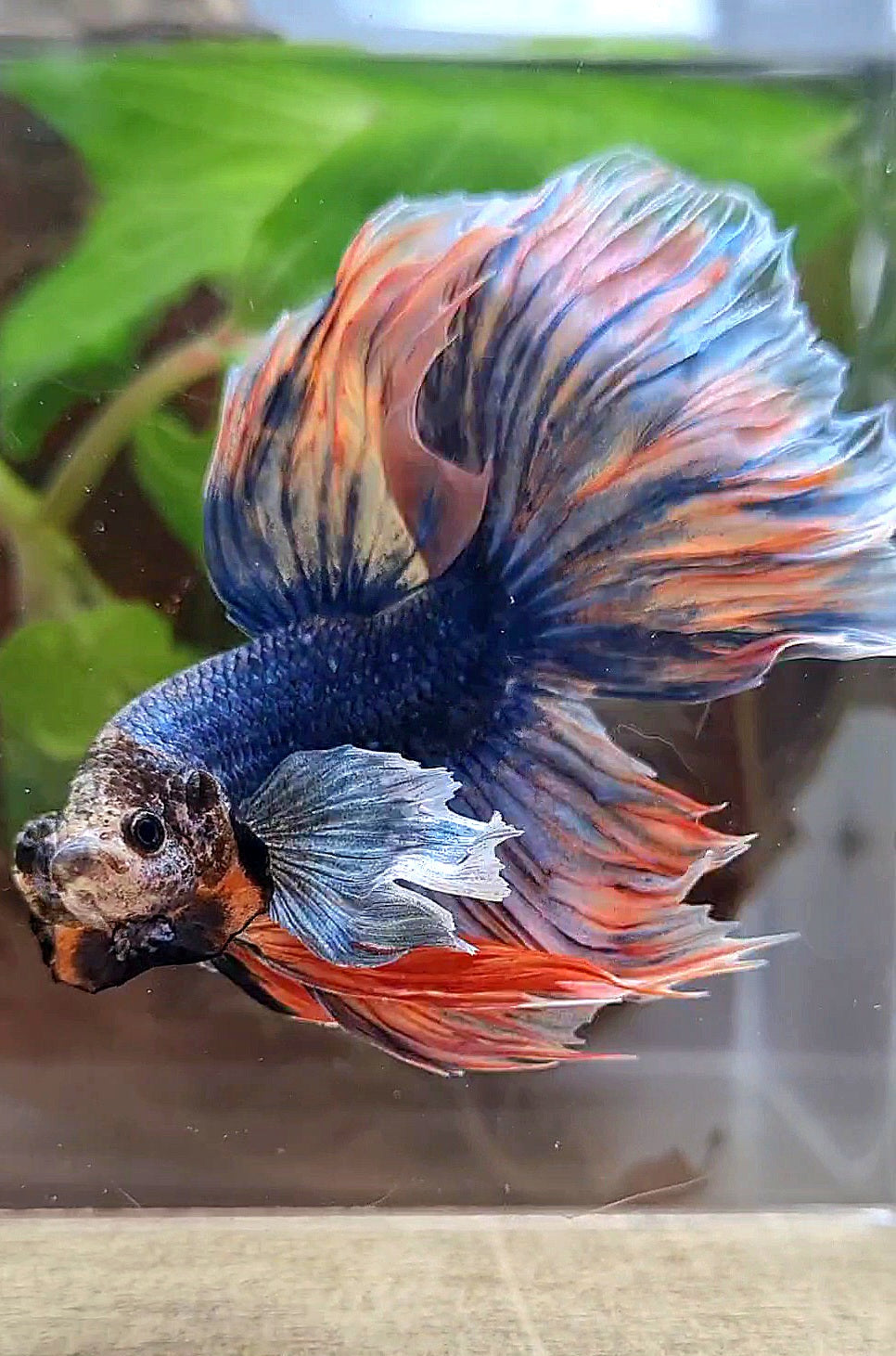 XL HALFMOON DUMBO EAR BLUE DARK MASCOT ORANGE BETTA FISH