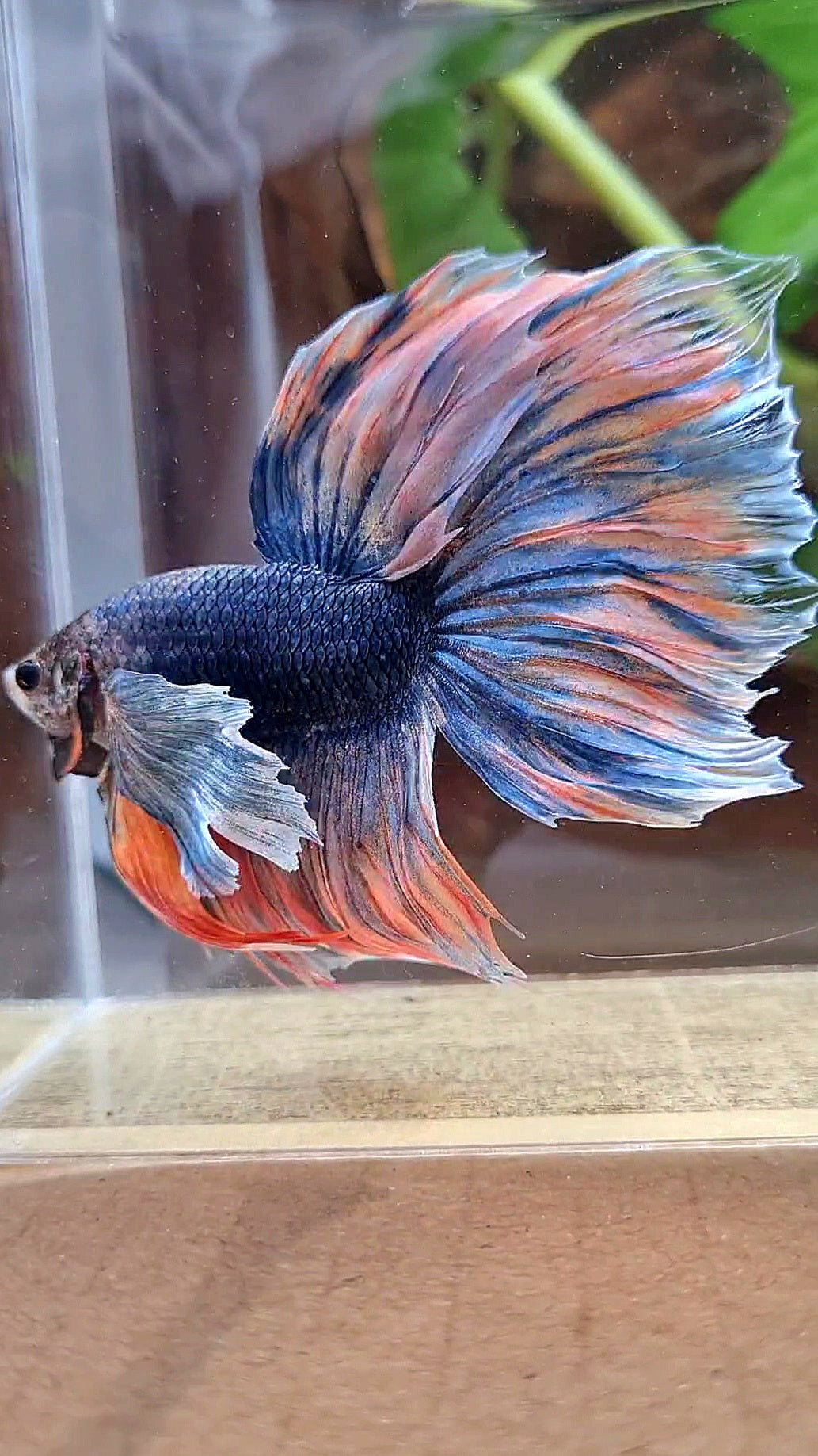 XL HALFMOON DUMBO EAR BLUE DARK MASCOT ORANGE BETTA FISH