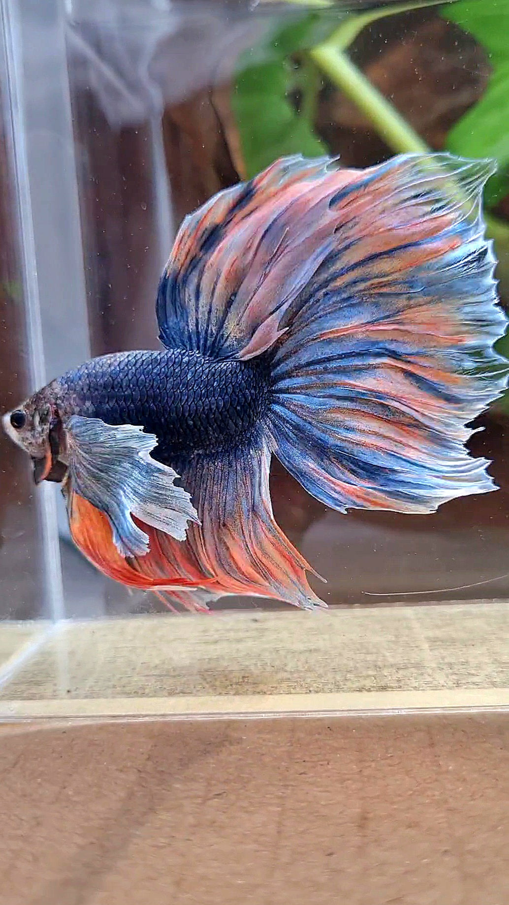 XL HALFMOON DUMBO EAR BLUE DARK MASCOT ORANGE BETTA FISH