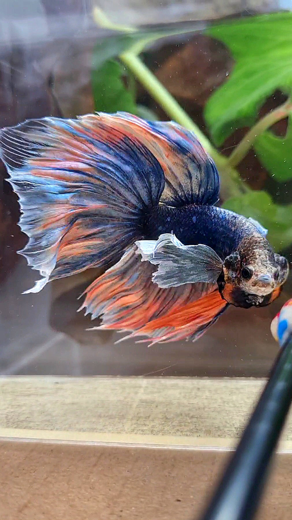XL HALFMOON DUMBO EAR BLUE DARK MASCOT ORANGE BETTA FISH