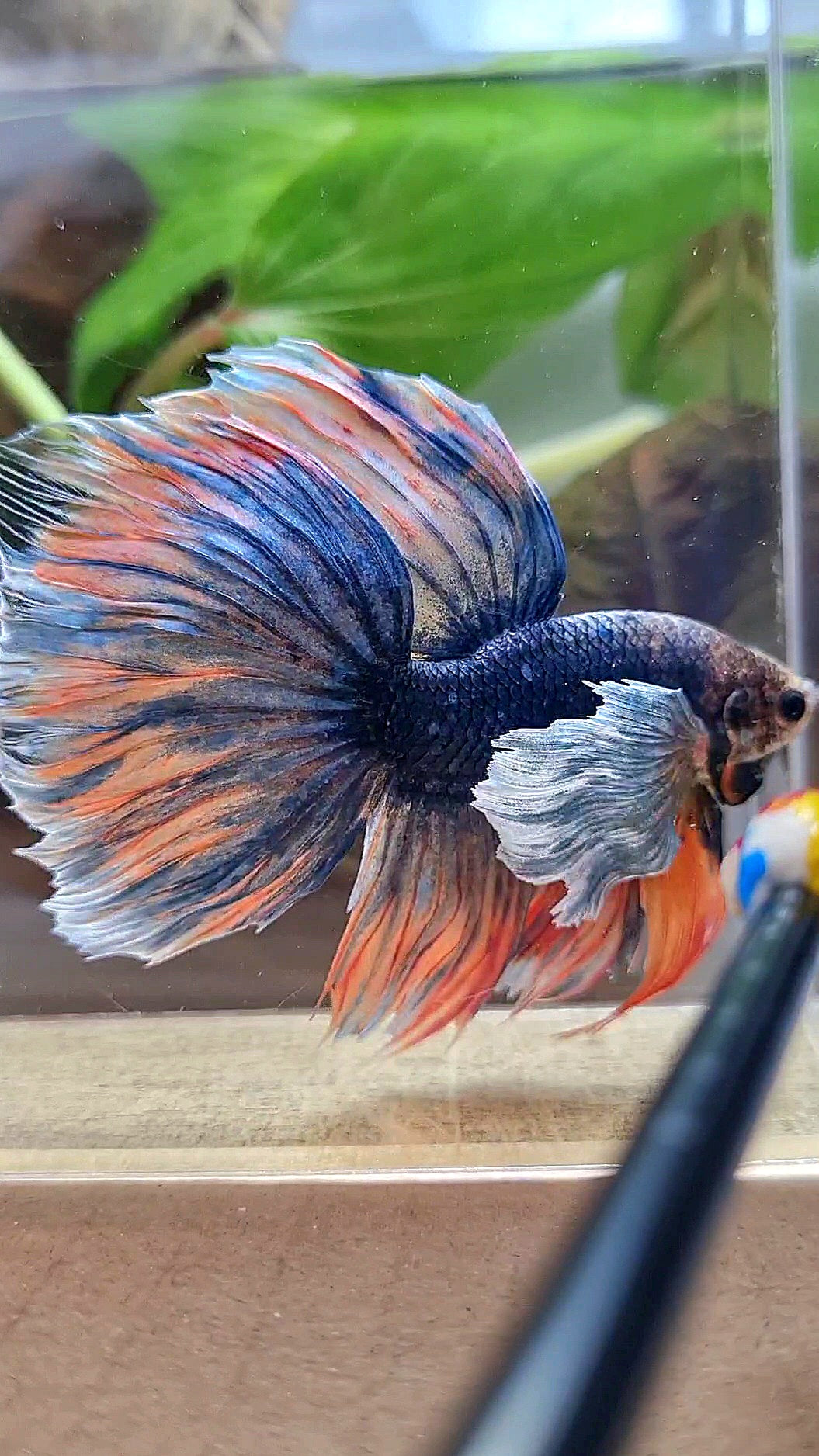 XL HALFMOON DUMBO EAR BLUE DARK MASCOT ORANGE BETTA FISH