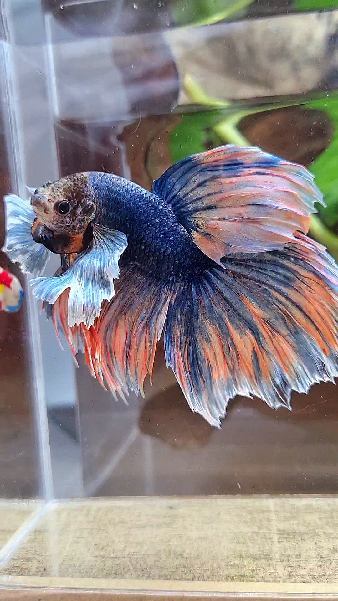XL HALFMOON DUMBO EAR BLUE DARK MASCOT ORANGE BETTA FISH