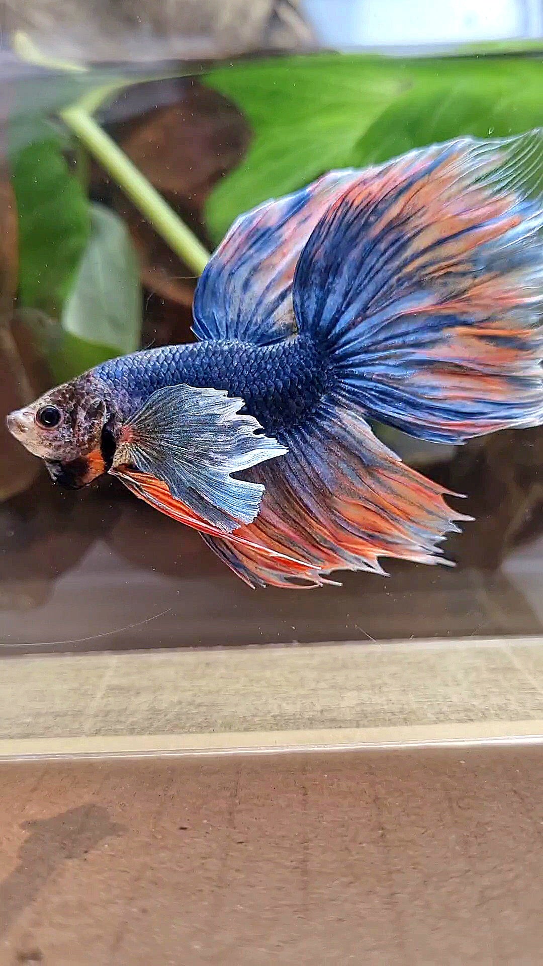 XL HALFMOON DUMBO EAR BLUE DARK MASCOT ORANGE BETTA FISH
