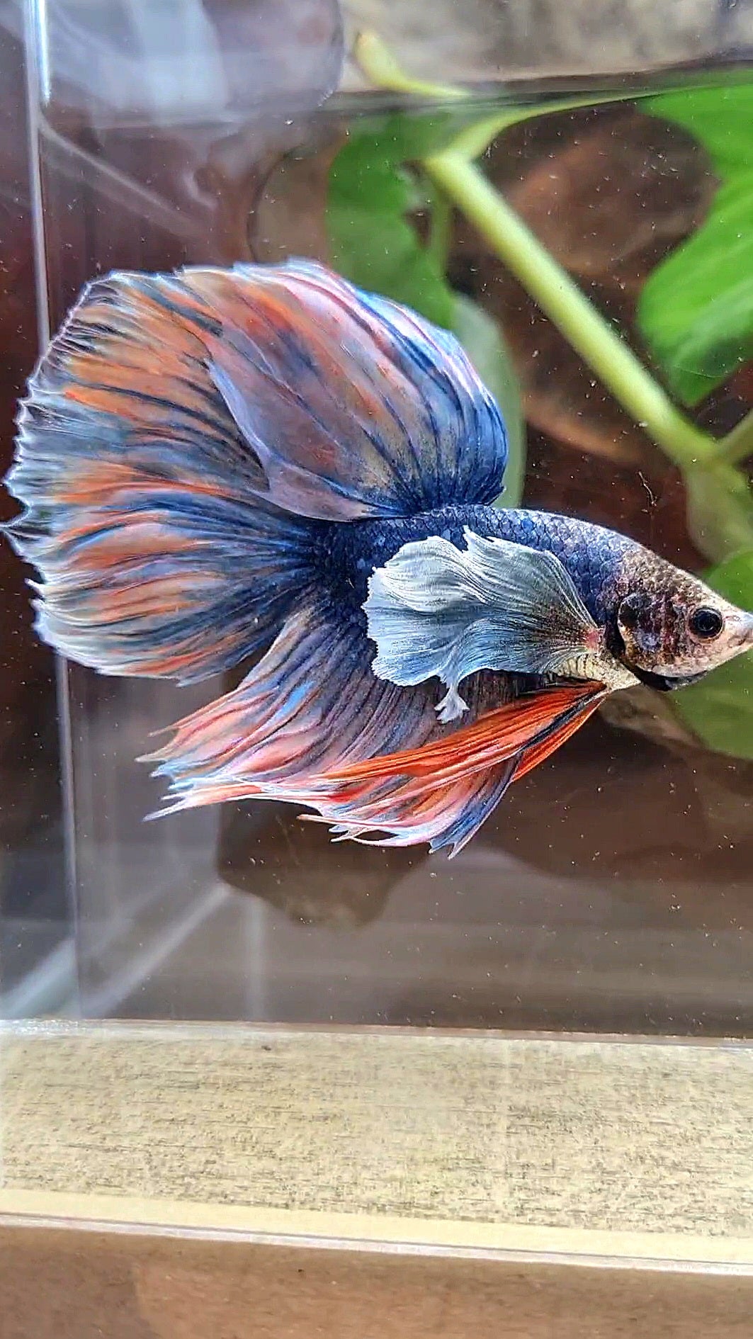 XL HALFMOON DUMBO EAR BLUE DARK MASCOT ORANGE BETTA FISH