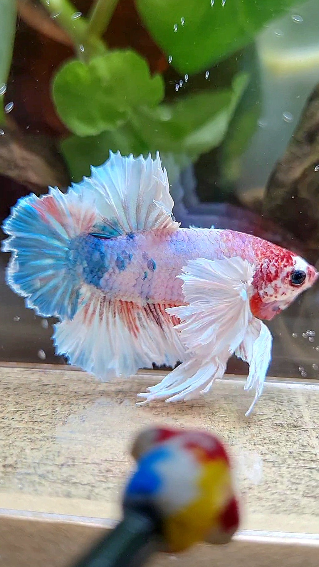 LUXURY KING PLAKAT ROSETAIL DUMBO ROSE EAR WHITE MULTICOLOR BETTA FISH