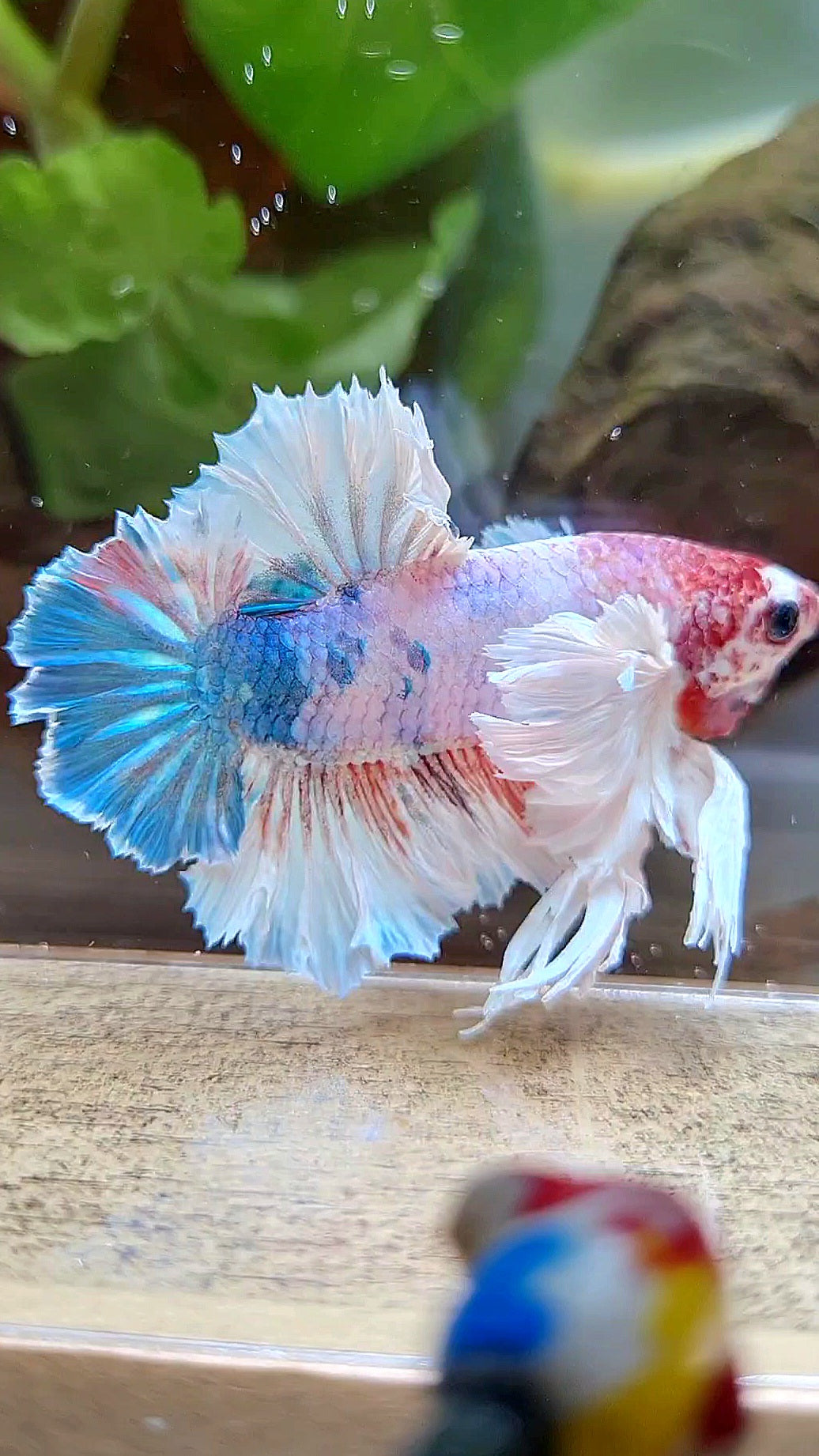 LUXURY KING PLAKAT ROSETAIL DUMBO ROSE EAR WHITE MULTICOLOR BETTA FISH