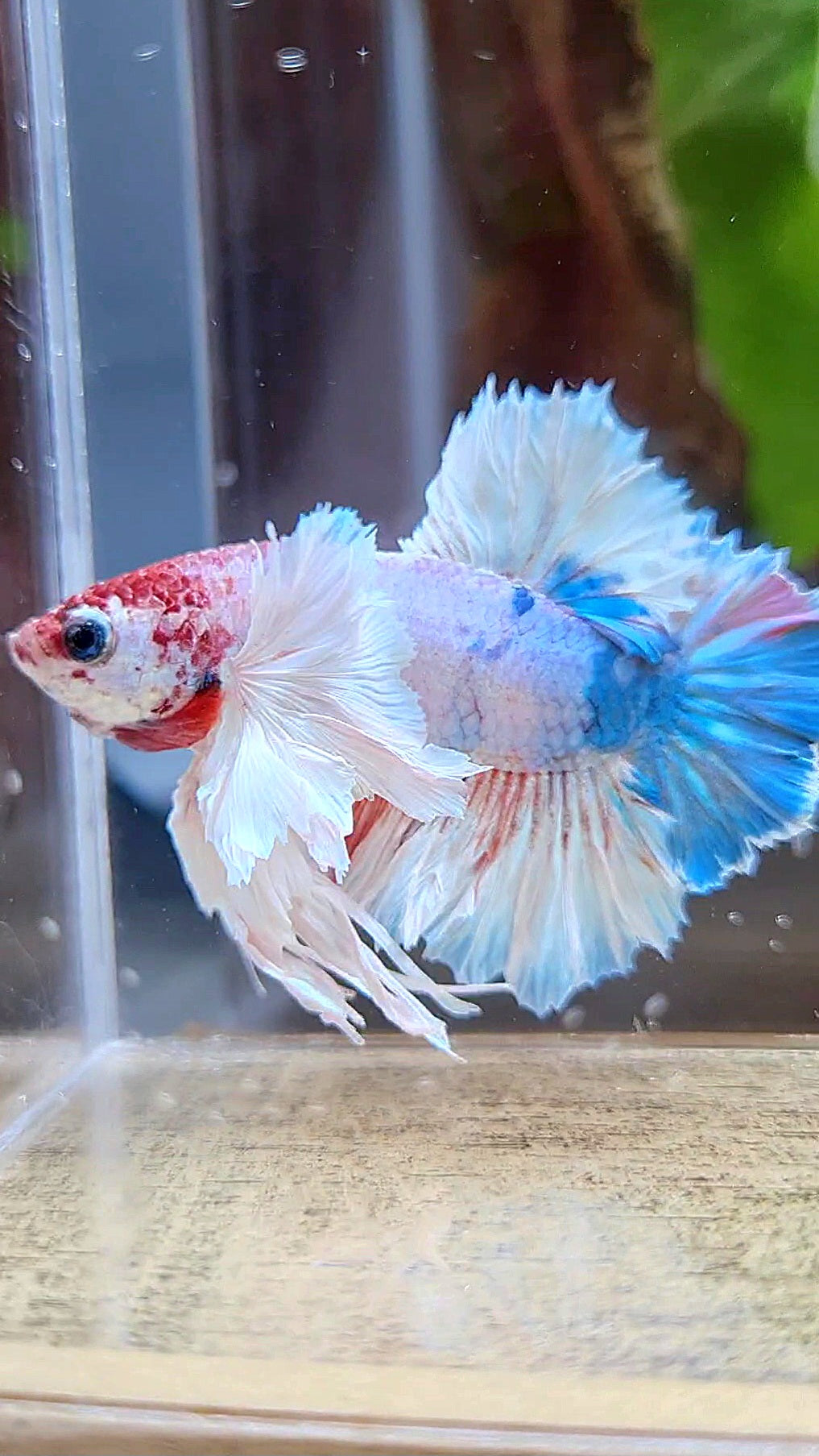 LUXURY KING PLAKAT ROSETAIL DUMBO ROSE EAR WHITE MULTICOLOR BETTA FISH