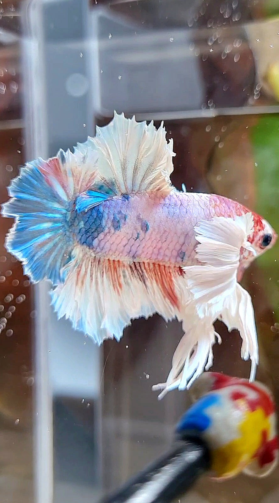 LUXURY KING PLAKAT ROSETAIL DUMBO ROSE EAR WHITE MULTICOLOR BETTA FISH