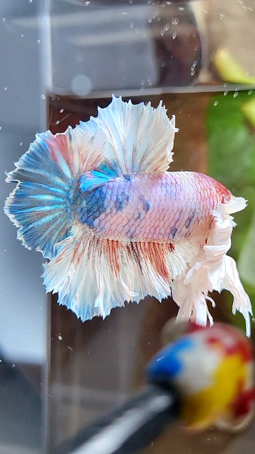 LUXURY KING PLAKAT ROSETAIL DUMBO ROSE EAR WHITE MULTICOLOR BETTA FISH