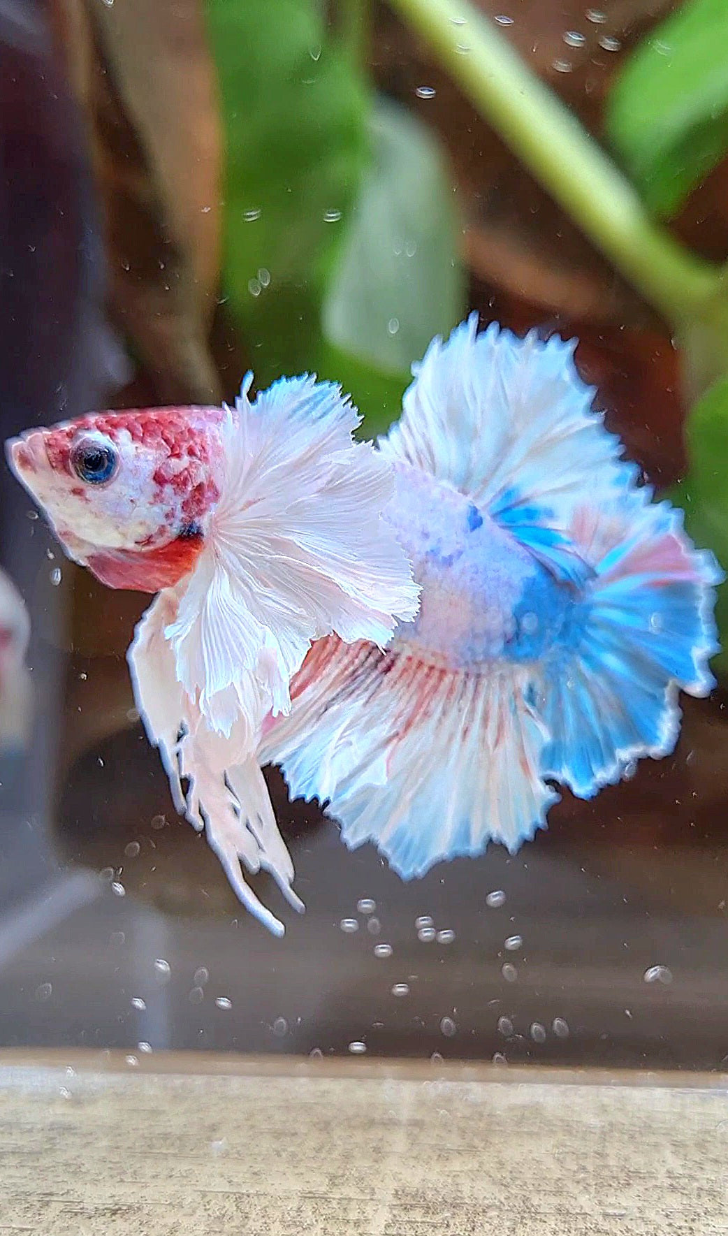 LUXURY KING PLAKAT ROSETAIL DUMBO ROSE EAR WHITE MULTICOLOR BETTA FISH