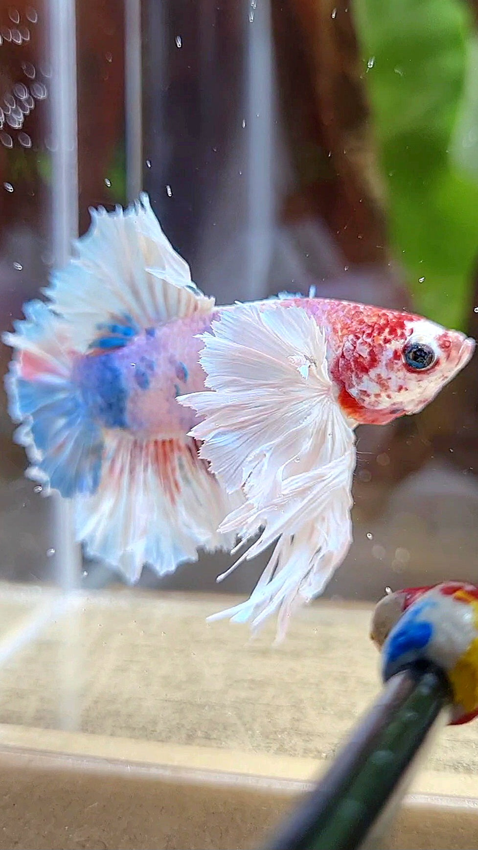 LUXURY KING PLAKAT ROSETAIL DUMBO ROSE EAR WHITE MULTICOLOR BETTA FISH