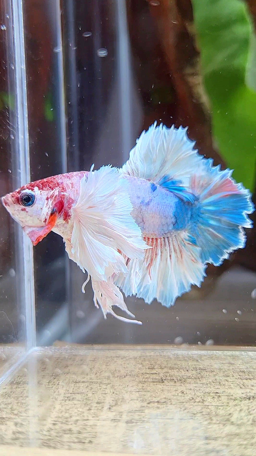LUXURY KING PLAKAT ROSETAIL DUMBO ROSE EAR WHITE MULTICOLOR BETTA FISH