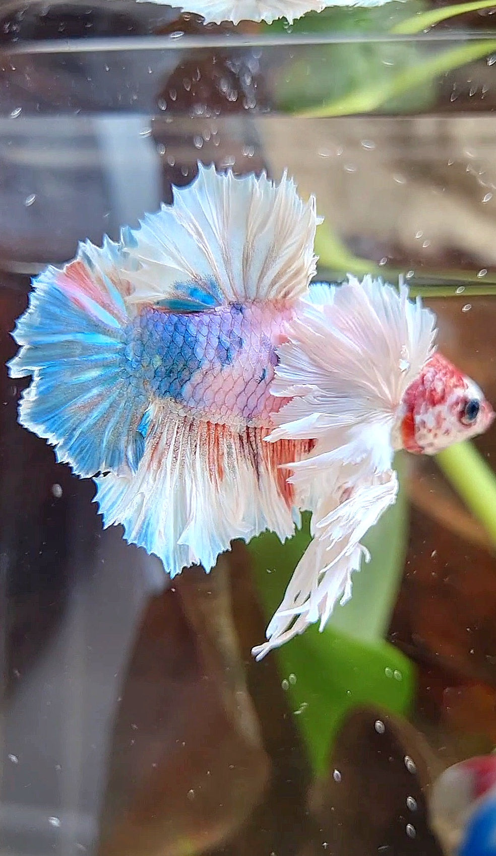 LUXURY KING PLAKAT ROSETAIL DUMBO ROSE EAR WHITE MULTICOLOR BETTA FISH