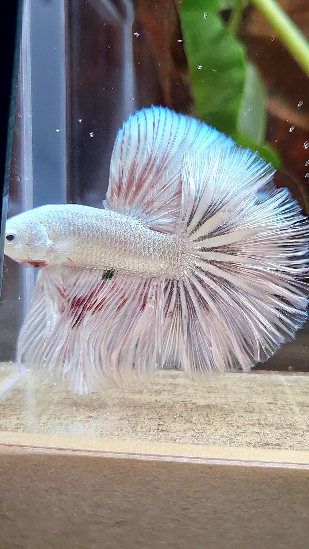 HALFMOON ROSETAIL WHITE FANCY DRAGON COPPER WASH BETTA FISH