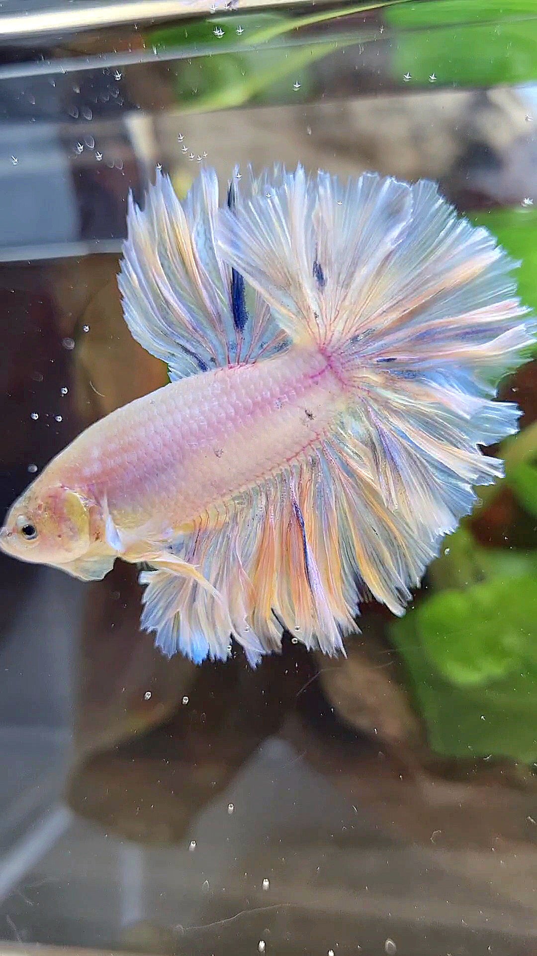 HALFMOON FEATHER TAIL WHITE PEACH UNICORN BETTA FISH