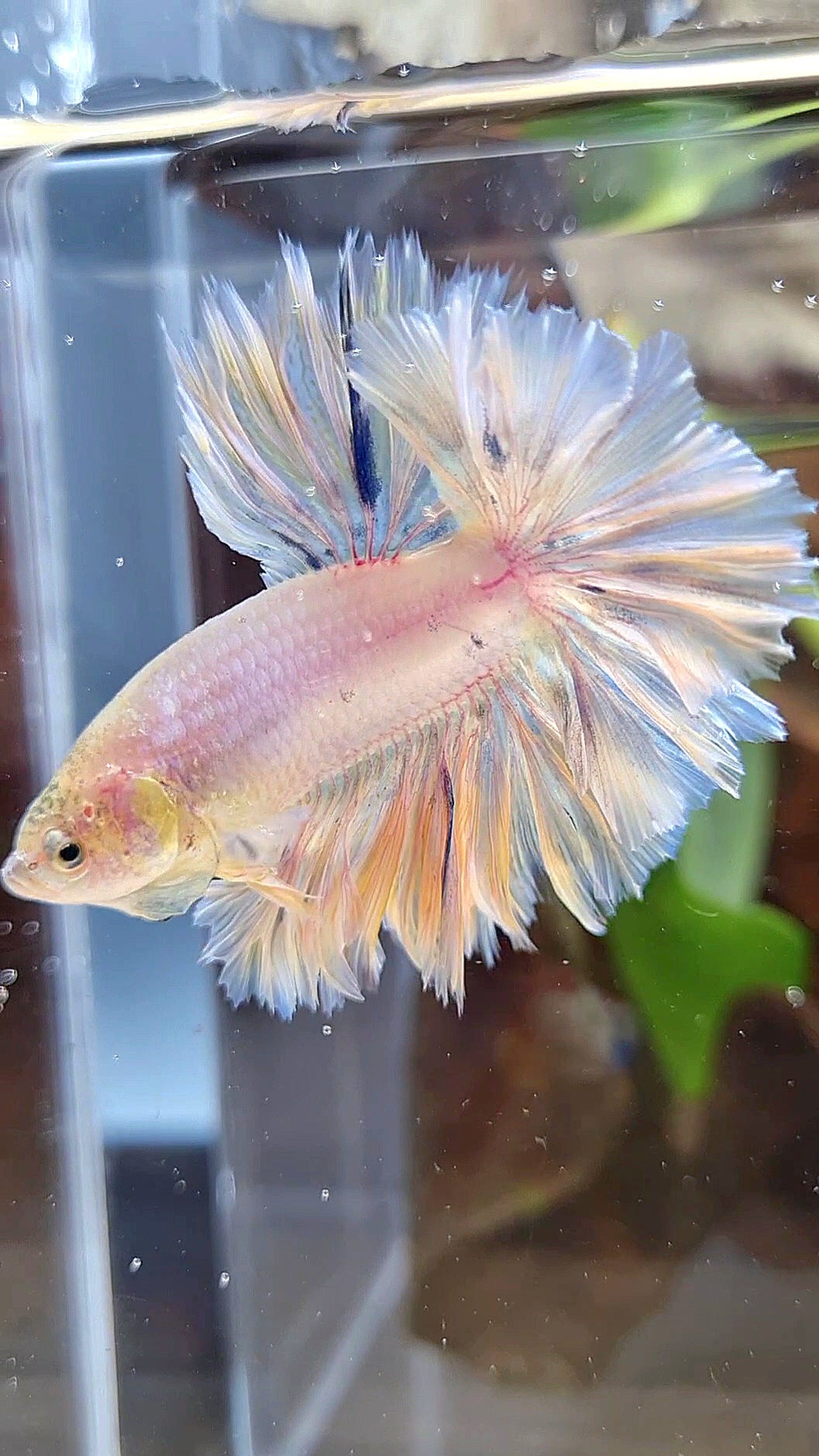 HALFMOON FEATHER TAIL WHITE PEACH UNICORN BETTA FISH