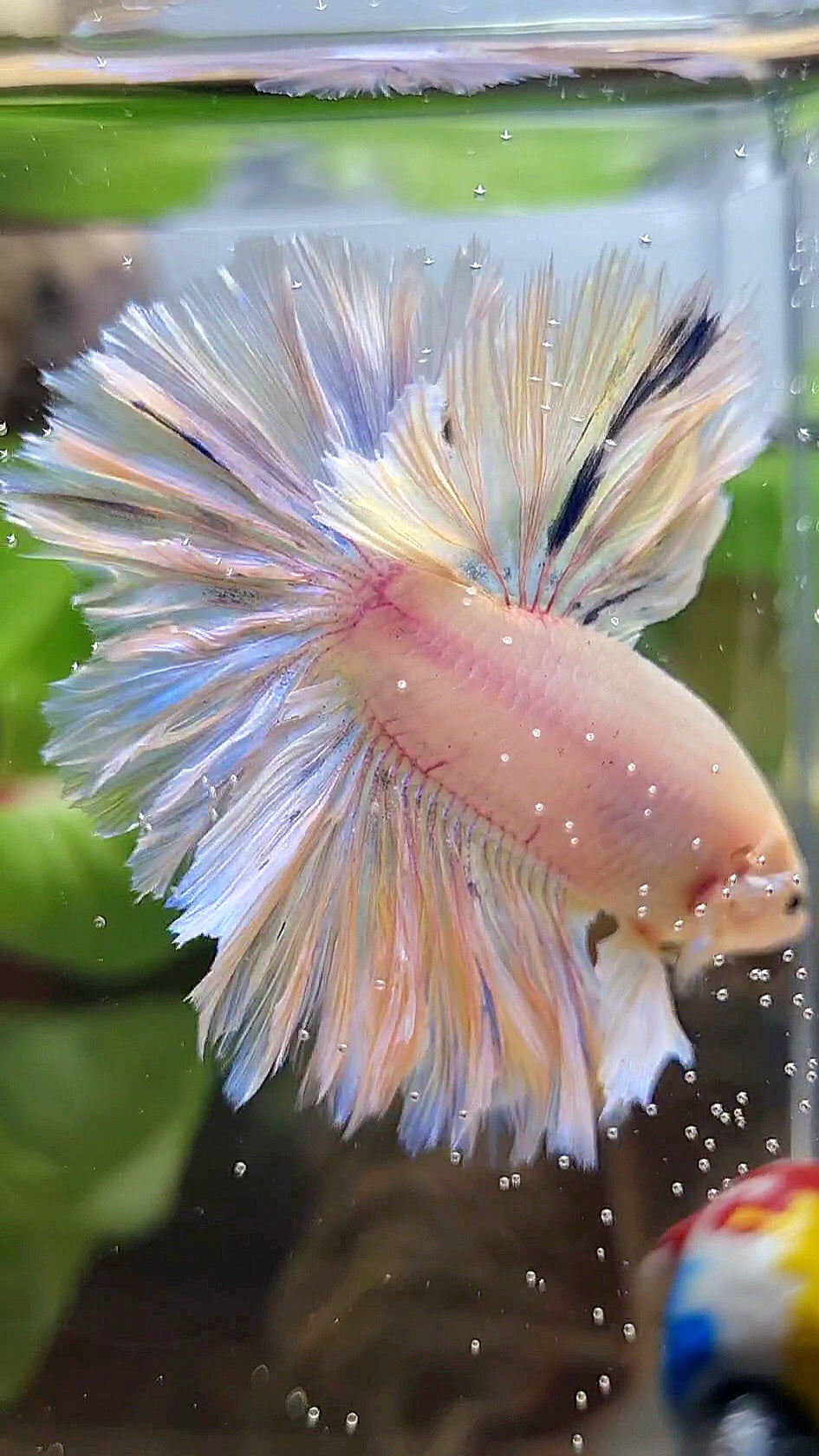 HALFMOON FEATHER TAIL WHITE PEACH UNICORN BETTA FISH