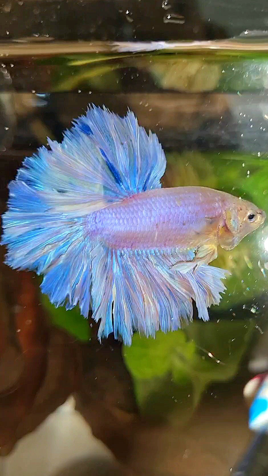 HALFMOON FEATHER TAIL WHITE PEACH UNICORN BETTA FISH