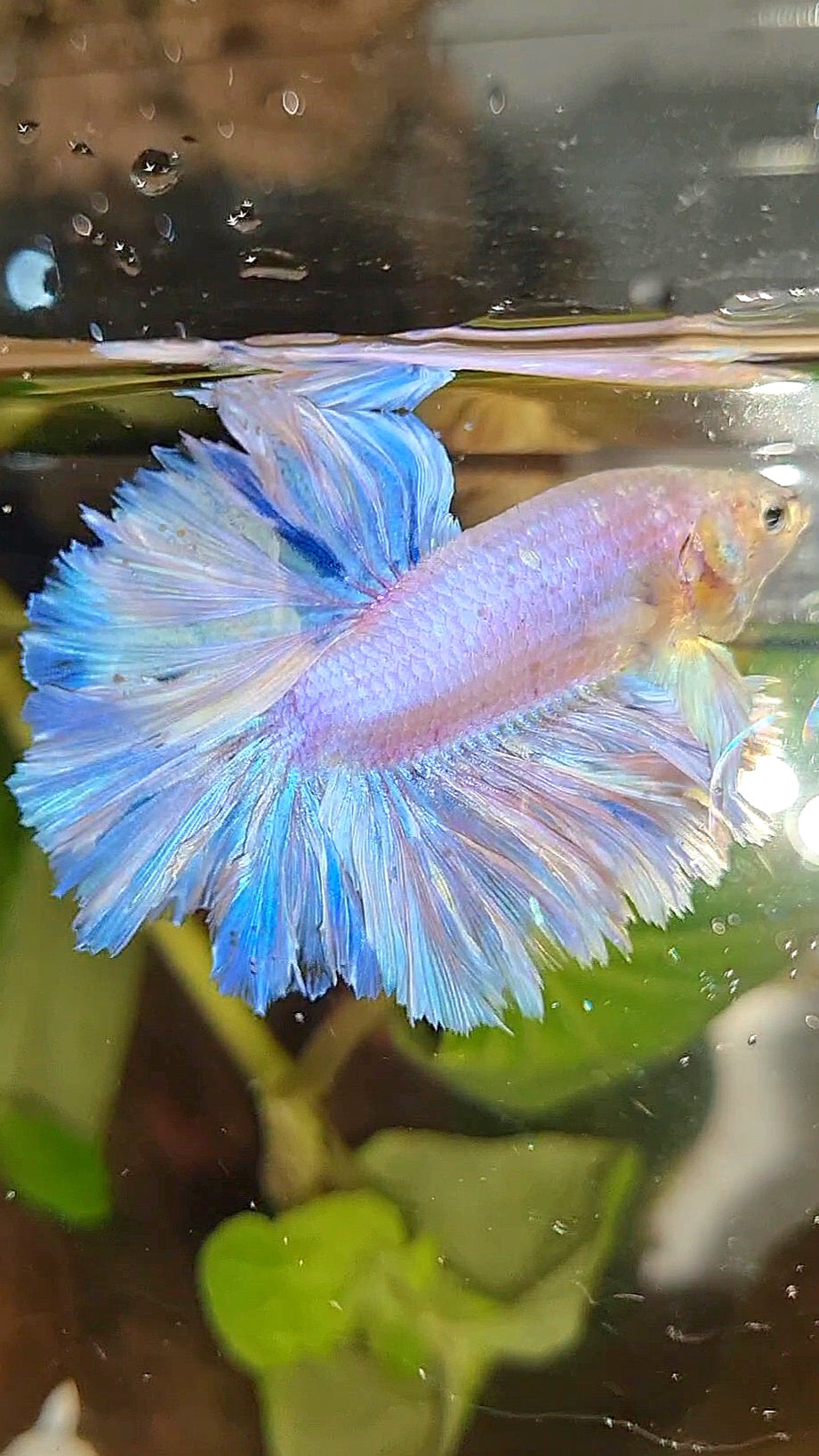 HALFMOON FEATHER TAIL WHITE PEACH UNICORN BETTA FISH
