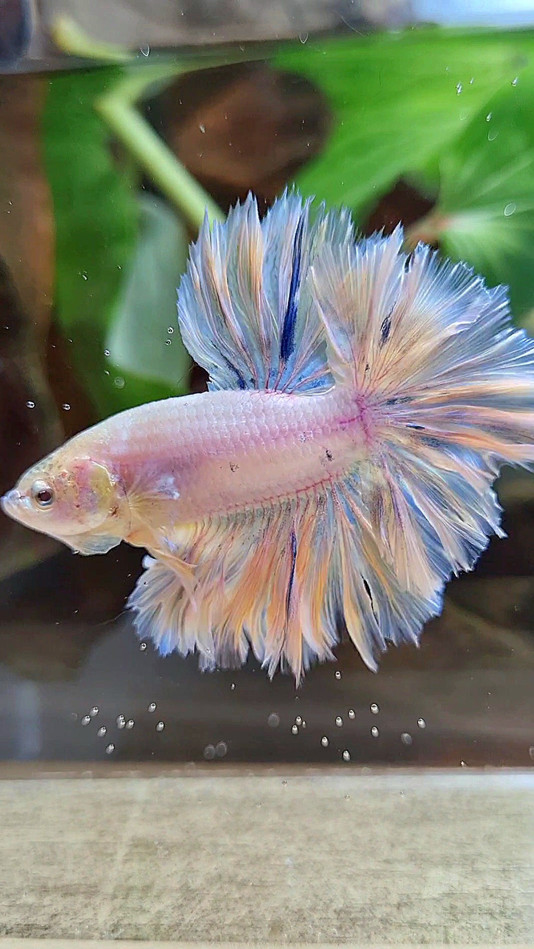 HALFMOON FEATHER TAIL WHITE PEACH UNICORN BETTA FISH