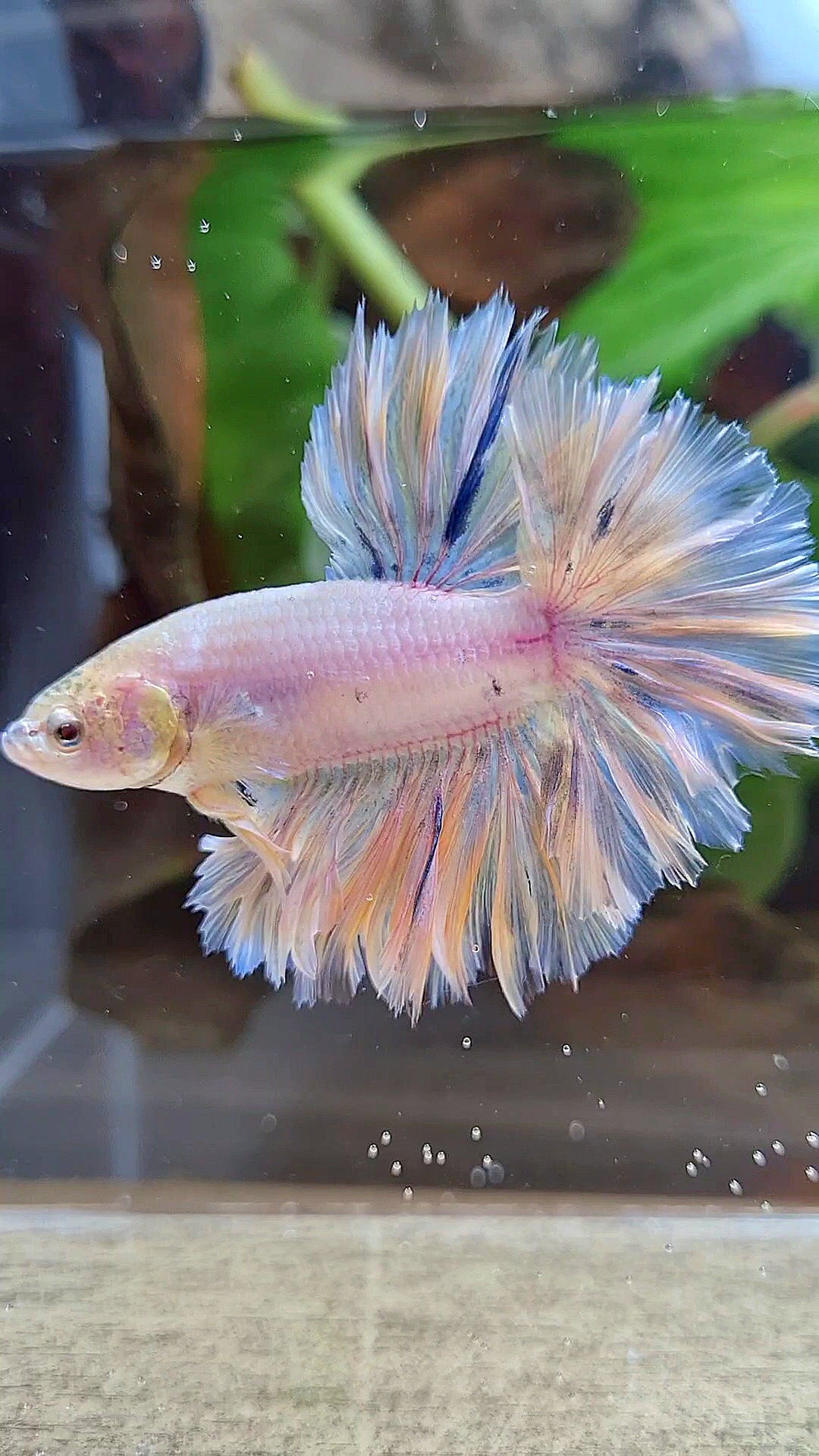 HALFMOON FEATHER TAIL WHITE PEACH UNICORN BETTA FISH