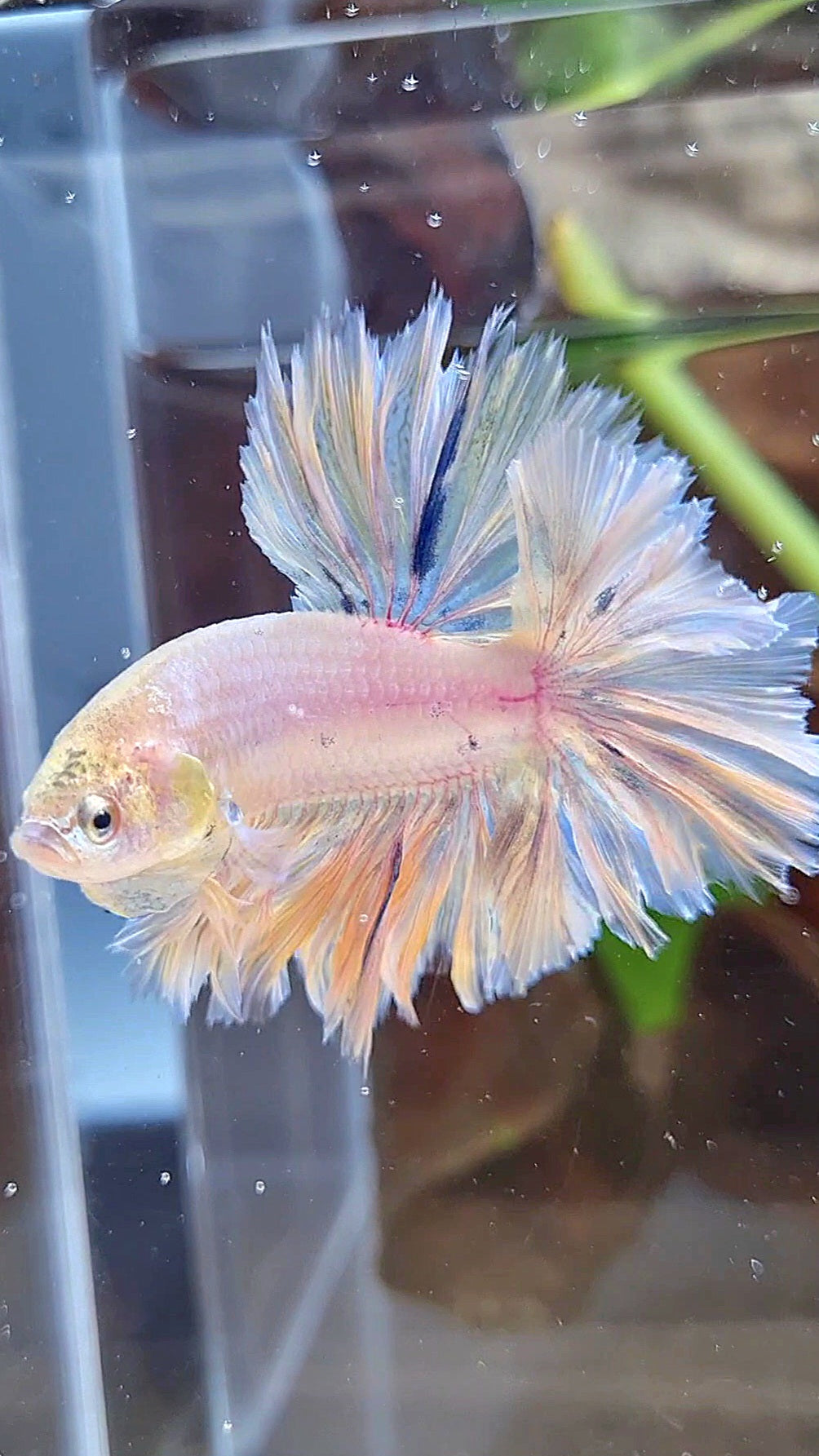 HALFMOON FEATHER TAIL WHITE PEACH UNICORN BETTA FISH