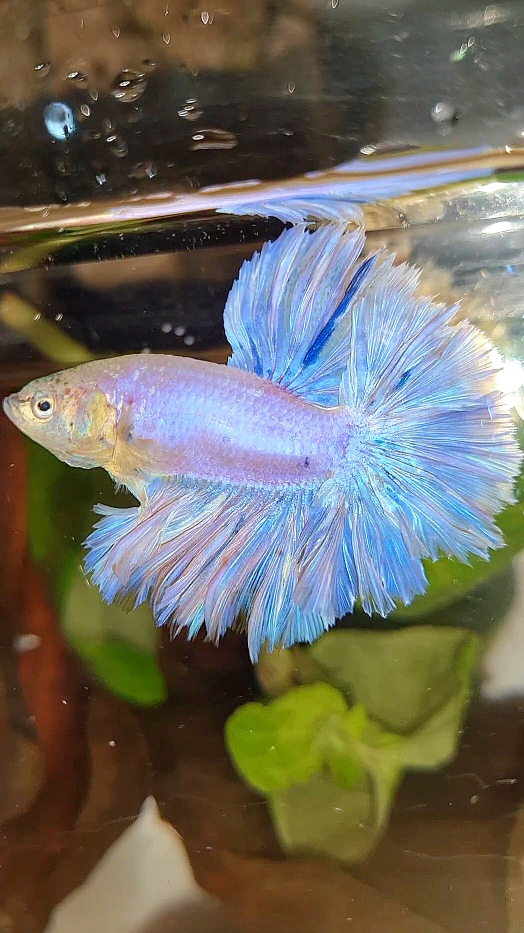 HALFMOON FEATHER TAIL WHITE PEACH UNICORN BETTA FISH