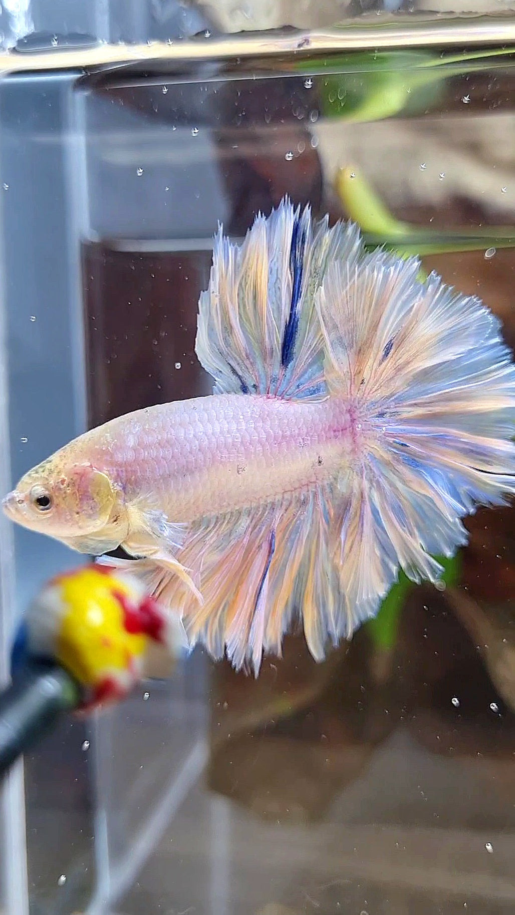 HALFMOON FEATHER TAIL WHITE PEACH UNICORN BETTA FISH