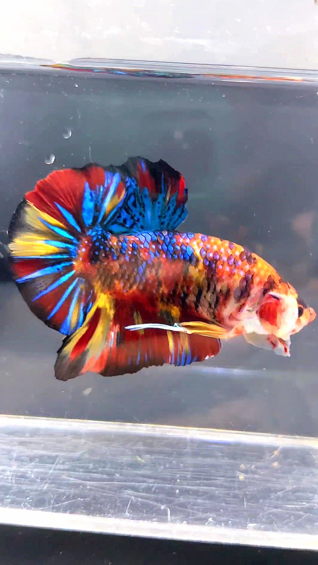 LUXURY GIANT HMPK BO 5CM FANCY SUPER MULTICOLOR BETTA FISH