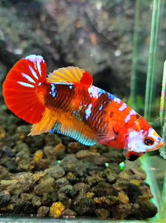 FEMALE PLAKAT RED GALAXY MULTICOLOR BETTA FISH