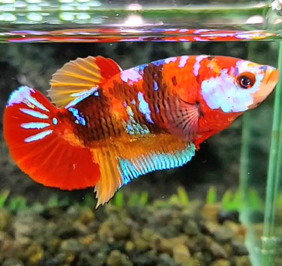 FEMALE PLAKAT RED GALAXY MULTICOLOR BETTA FISH