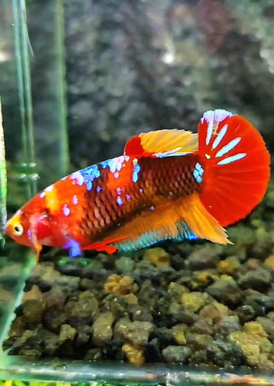 FEMALE PLAKAT RED GALAXY MULTICOLOR BETTA FISH