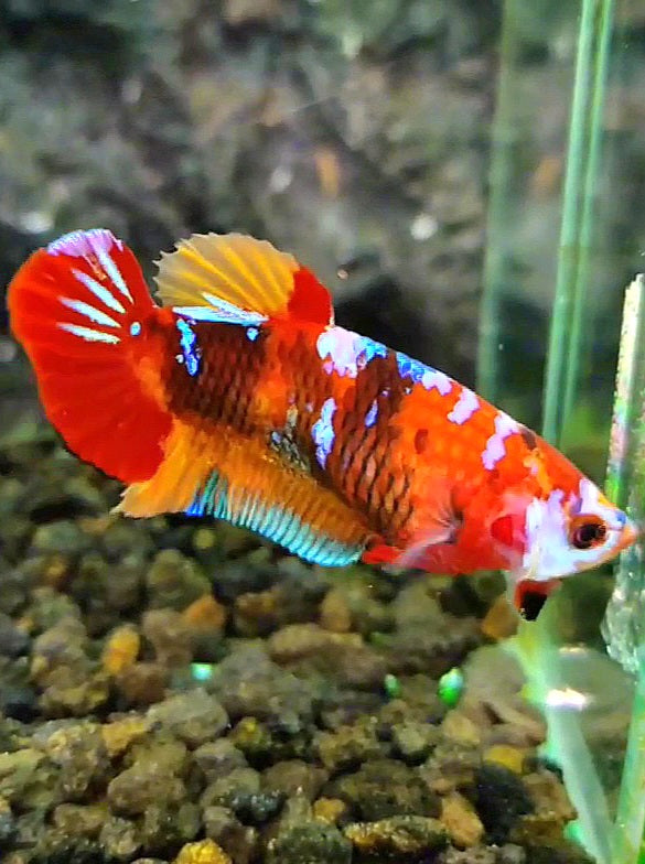 FEMALE PLAKAT RED GALAXY MULTICOLOR BETTA FISH