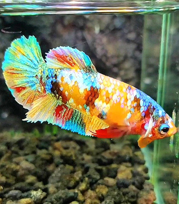 FEMALE PLAKAT YELLOW GALAXY MULTICOLOR BETTA FISH