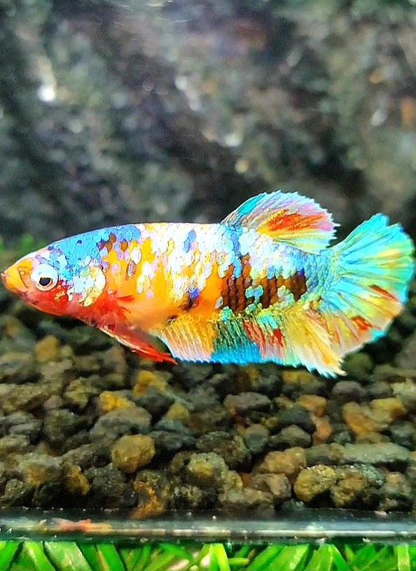 FEMALE PLAKAT YELLOW GALAXY MULTICOLOR BETTA FISH