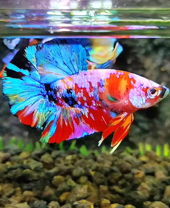 PLAKAT RAINBOW GALAXY MULTICOLOR BETTA FISH