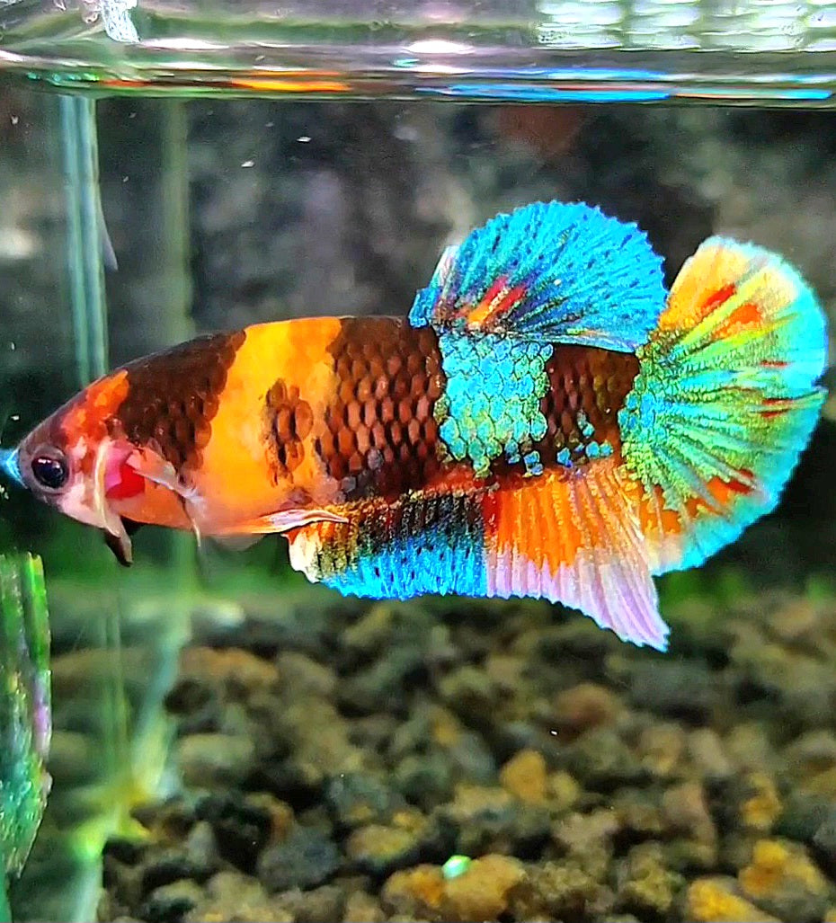 FEMALE PLAKAT GALAXY MULTICOLOR BETTA FISH