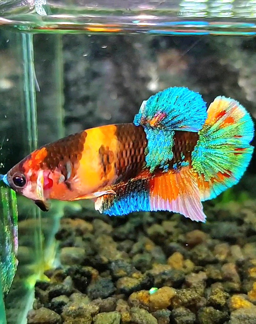 FEMALE PLAKAT GALAXY MULTICOLOR BETTA FISH
