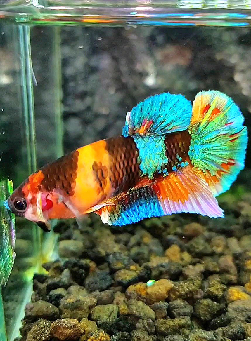 FEMALE PLAKAT GALAXY MULTICOLOR BETTA FISH